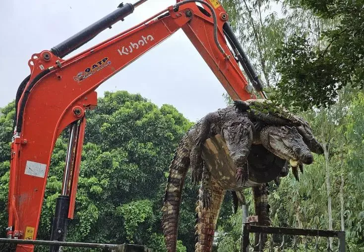 125 crocodiles abattus par crainte qu'ils ne s'échappent durant les crues