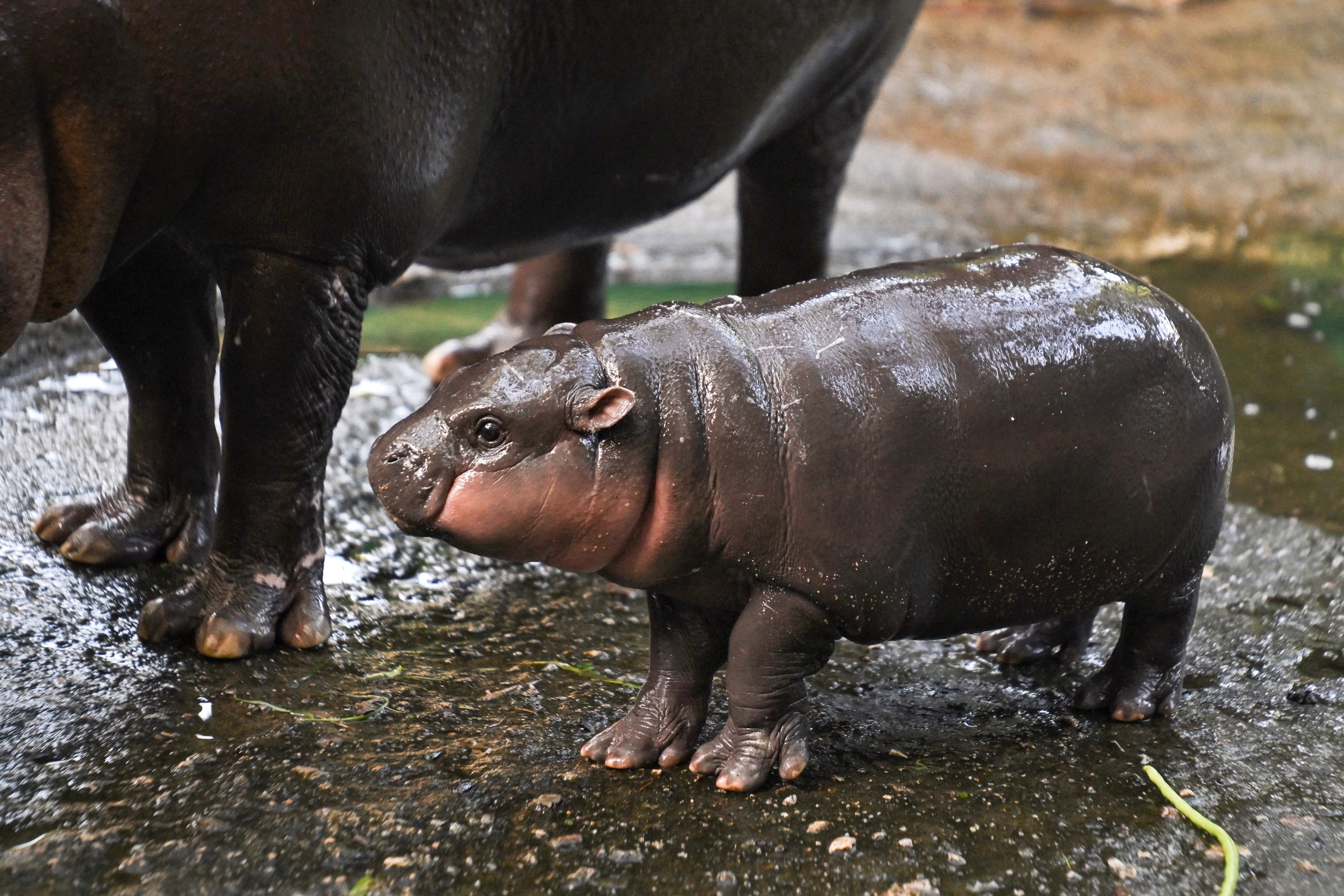 Les pitreries d'un bébé hippo pygmée rapportent gros