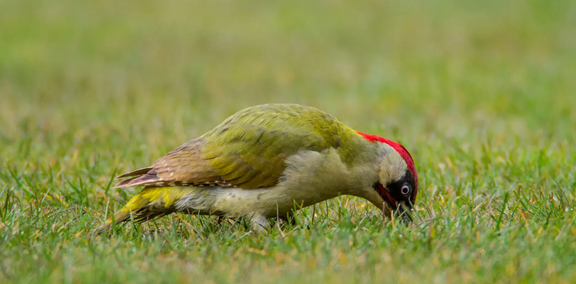 L'oiseau suisse 2025 sera pour la première fois choisi par le public