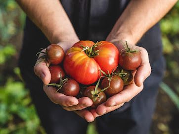 Regain d'intérêt pour un sujet oublié: les OGM