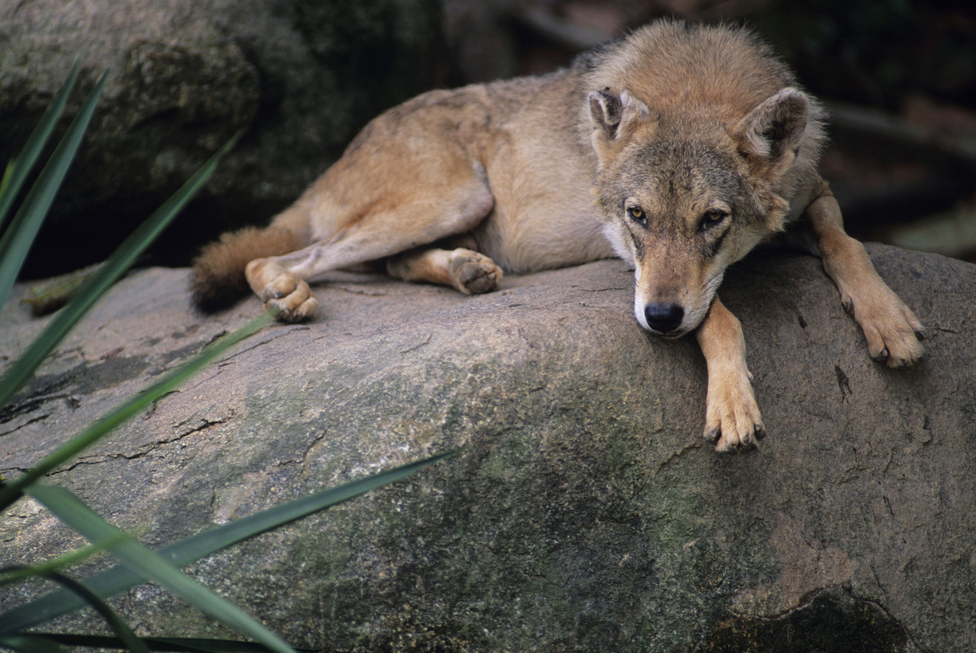 Des villageois abattent le dernier loup d'une meute ayant tué 8 enfants