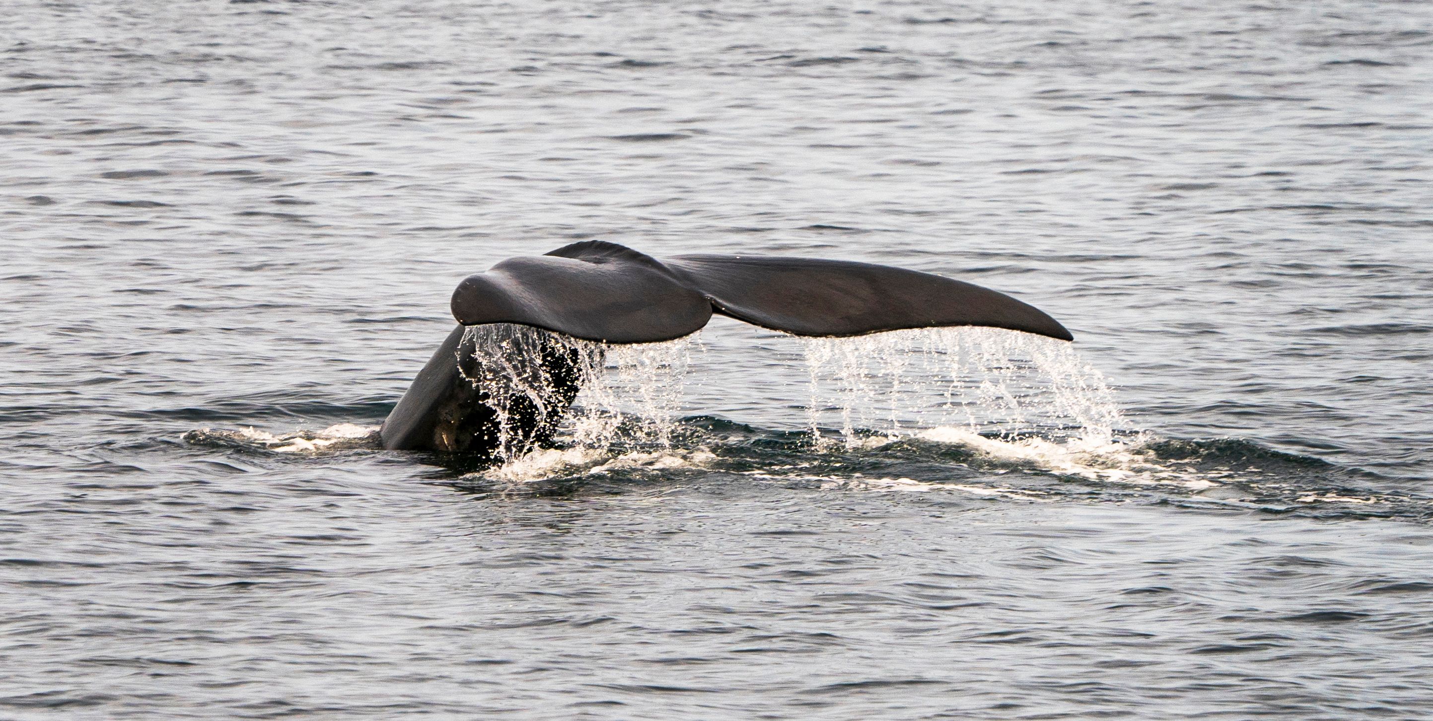 Léger rebond de la population d'une baleine très menacée