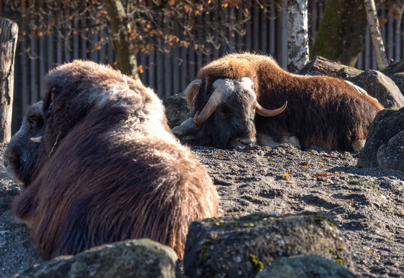 Zoo de Berne: un boeuf musqué meurt d'une «overdose» de glands