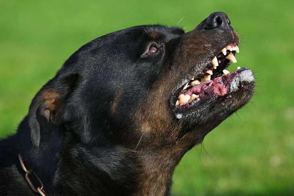 Un rottweiler en fuite fait plusieurs blessés et finit euthanasié