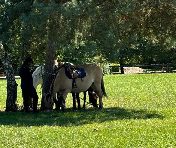 Une fillette tuée par un coup de sabot d'un poney