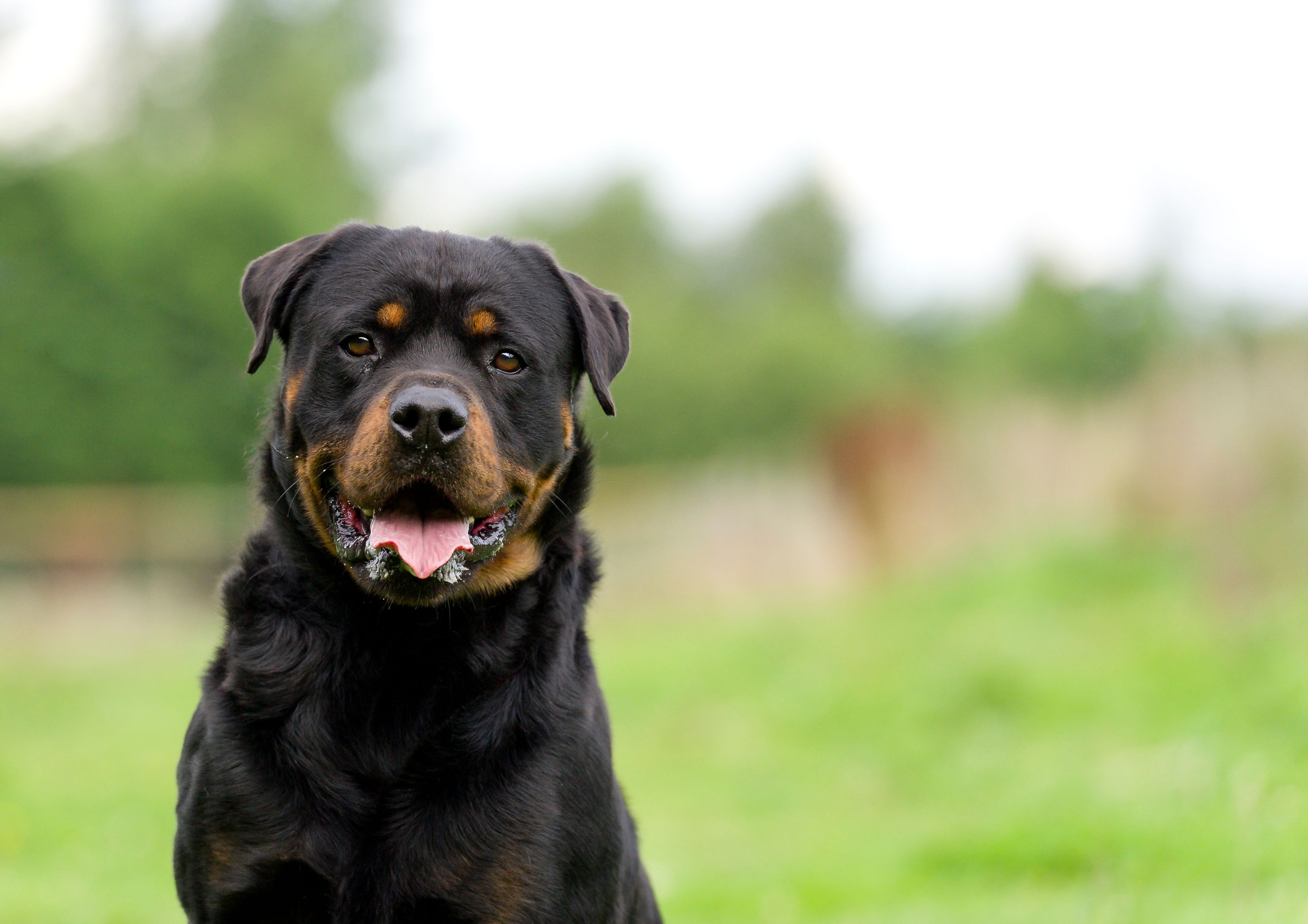 Les propriétaires du rottweiler venaient à peine de l'adopter