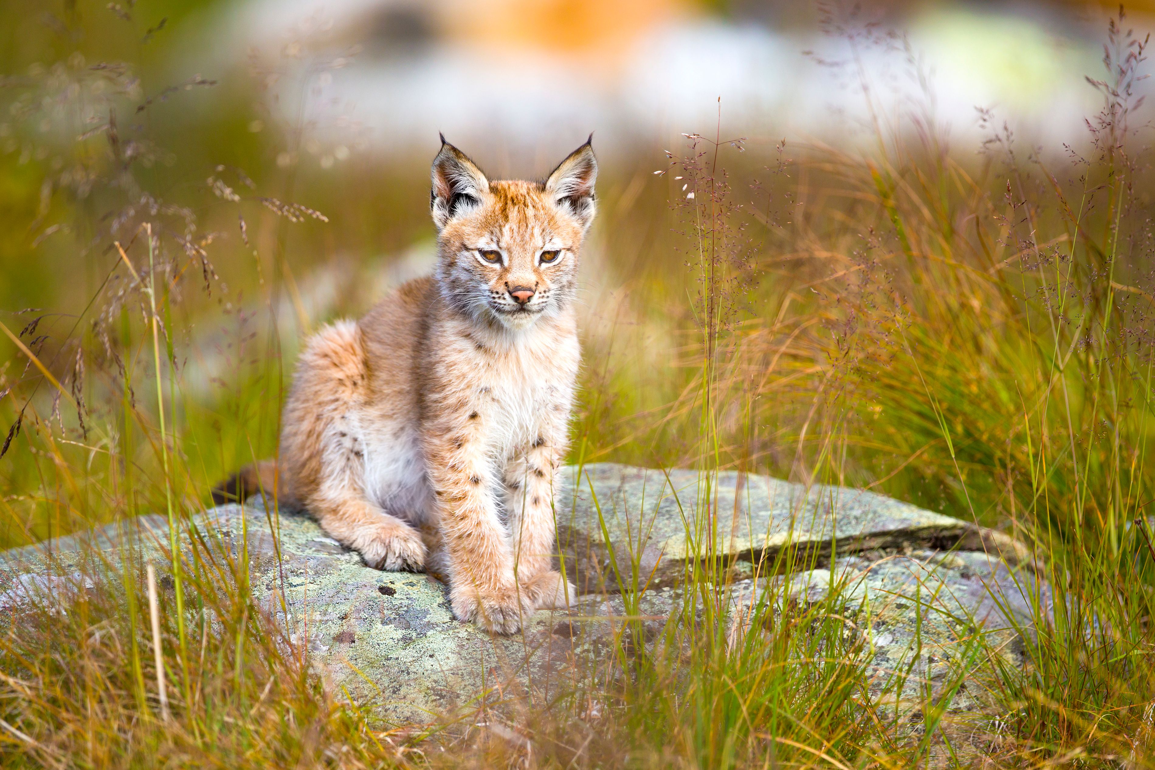 Une habitante tue un jeune lynx à coups de pelle